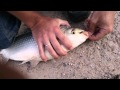 Pesca de sábalo con caña en el río de la plata