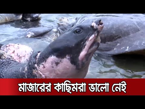 ভিডিও: সিংহরা কোথায় থাকে