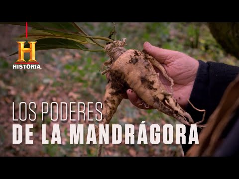 Video: Dividir plantas de mandrágora: aprenda a separar las raíces de mandrágora