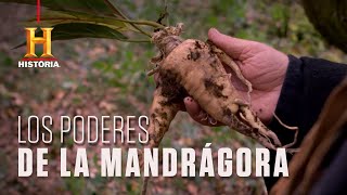 Los poderes de la Mandrágora | Criaturas Legendarias | Canal HISTORIA