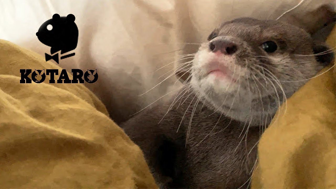 Sale 10 Off カワウソ様 ボディーバッグ