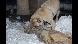 #ALABAI VS #WOLF MOVIE VIDEO #ALABAI VS #WOLF MOVIE VIDEO