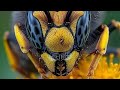 24.04.2026 paket arı aldım kovana yerleştiriyorum #türkiye #bolu #bee #beekeeping #arıcılık