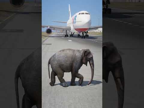 Elephant Accidently Came