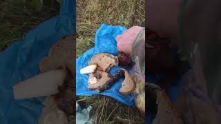 видео: У каналі Йо, рідні Карпати ,природа відбувається прямий ефір. картинка: У каналі Йо, рідні Карпати ,природа відбувається прямий ефір.