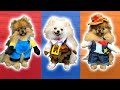 NOS CHIENS POMERANIAN TESTENT DES COSTUMES TROP MIGNONS - CARL ISAAC VLOG