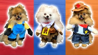 NOS CHIENS POMERANIAN TESTENT DES COSTUMES TROP MIGNONS  CARL ISAAC VLOG