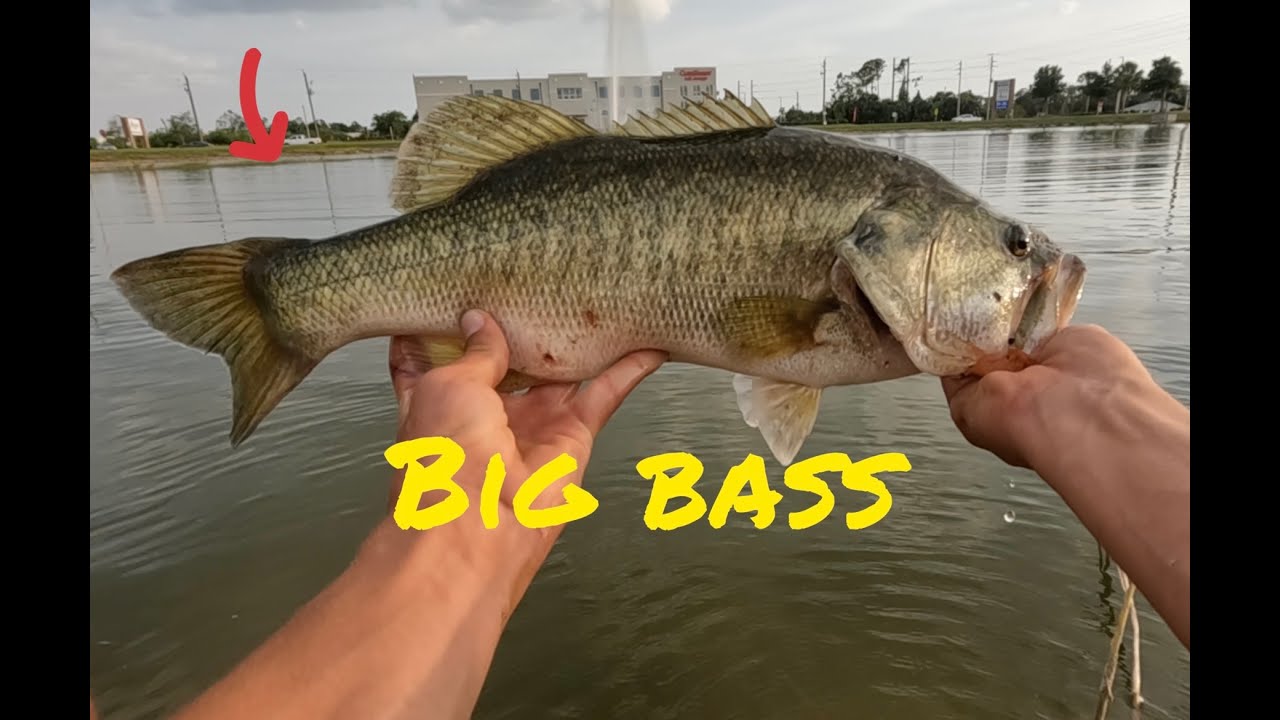 Fishing LOADED Bass Ponds For BIG BASS!!!