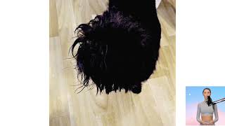 Affenpinscher. Nel film, Domande e risposte, Come scegliere, Fatti, Cura, Storia by Tutti Gli Animali 16 views 3 months ago 14 minutes, 58 seconds