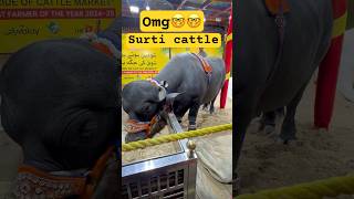 Surti Cattle Nazmabad