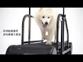 Dog Treadmill