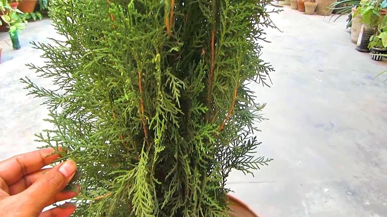 thuja occidentalis yellow ribbon arborvitae Thuja occidentalis 'Yellow Ribbon' (Golden Arborvitae)