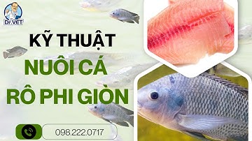 Nuôi cá rô phi giòn lãi khủng – chỉ cần thay đổi một bước quan trọng!