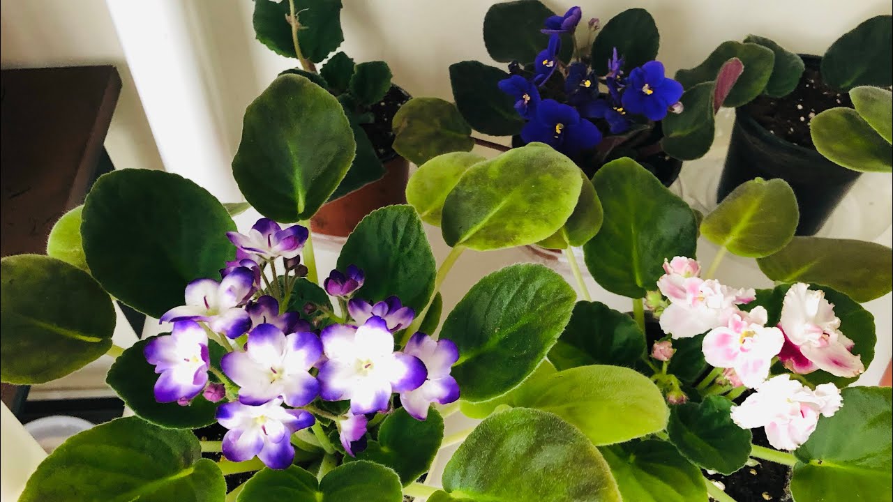 Menekşe hibrit çoğaltmada muhteşem sonuçlar❗️Bu yöntem sadece bu kanalda❗️Violet