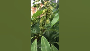 Cách dùng Ngũ gia bì chân chim Schefflera heptaphylla chữa đau lưng, đau nhức xương khớp