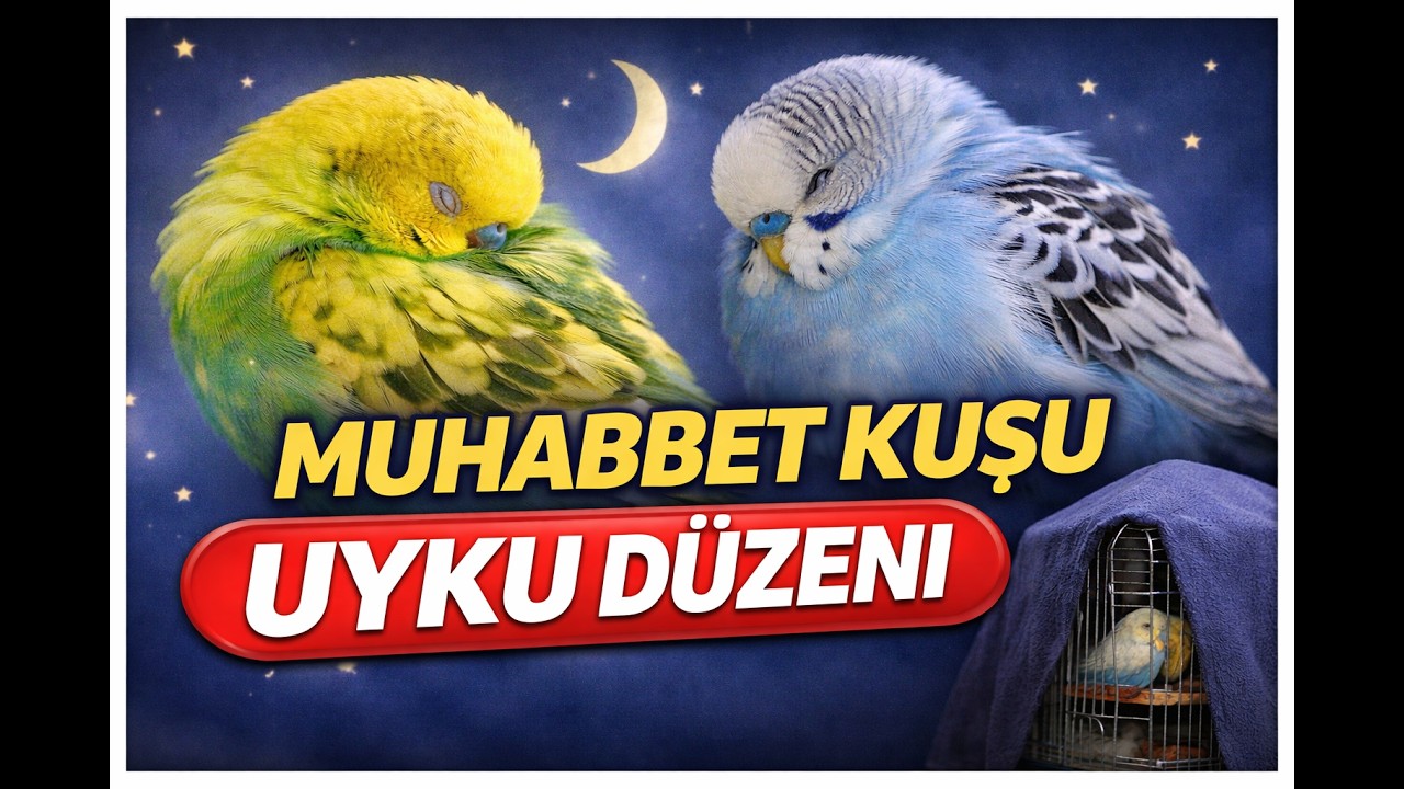 Muhabbet Kuşlarında Uyku Düzeni: Bilmeniz Gereken 9 Kritik İşaret #muhabbetkuşu #muhabbetkuşubakımı