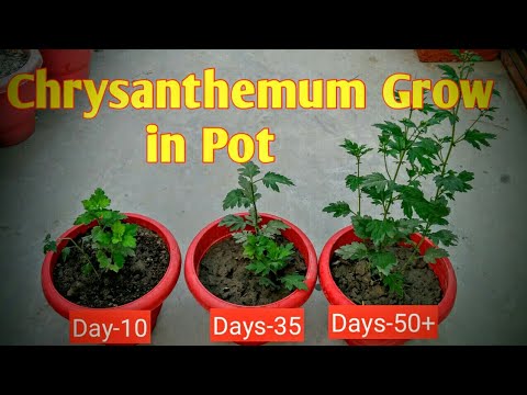 विभिन्न तरह की मिट्टी की पहिचान करना || Soil for Garden || Home garden 