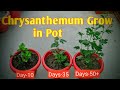 How to Grow Chrysanthemums || Home garden