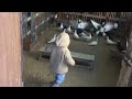 #Pigeons.Будущий потомственный голубятник.