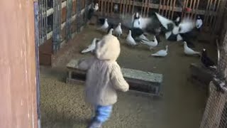 #Pigeons.Будущий потомственный голубятник.