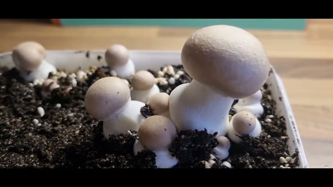 Cultivarea ciupercilor acasă...Mushroom cultivation