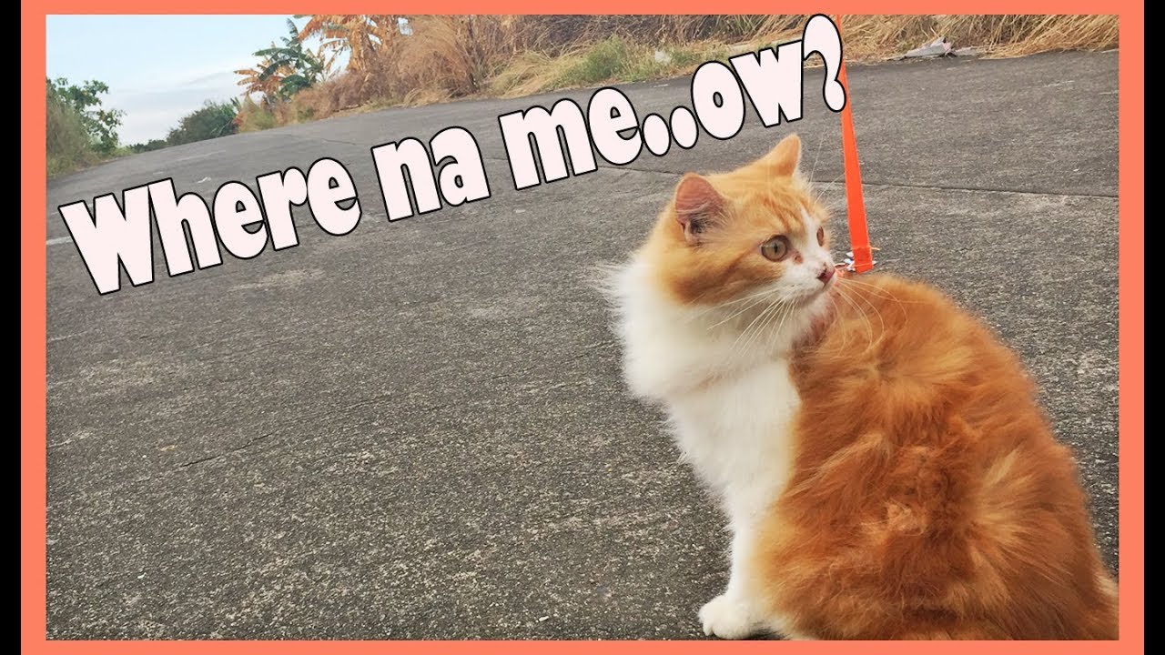 Vlog18 I Tried Walking my Cat YouTube