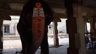 Hampi - Virupaksha Temple - Lakhsmi the Elephant is no Longer Happy :-(