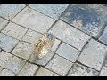 ロイヤルシルバーレースのリング