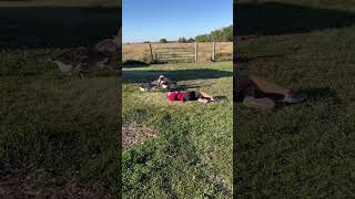 Pretending To Faint In Front Of My Geese