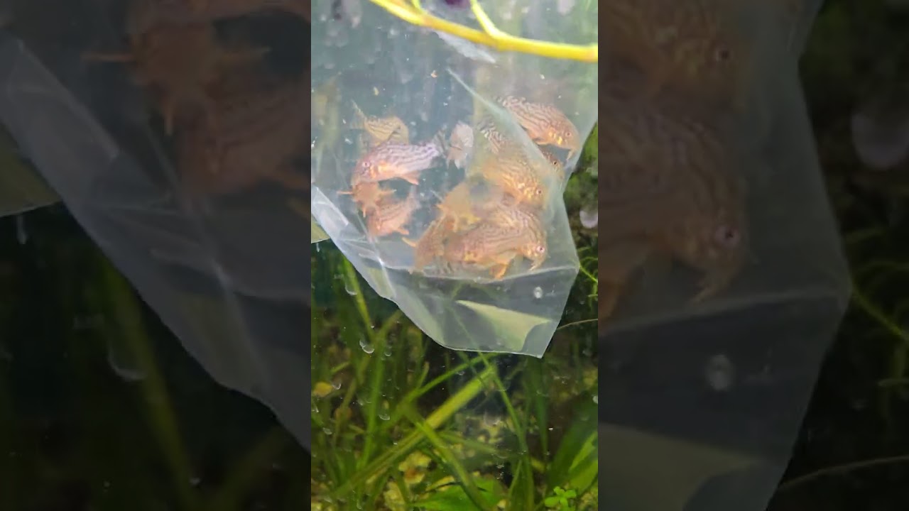 Нове поступлення 