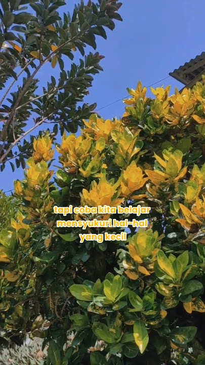 kalau kita bersyukur Allah akan tambah nikmat nikmatnya #shorts #motivasi #shortsvideo @cpgmhd9618
