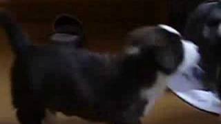 Puppy 20080331 Cardigan Welsh Corgi 2
