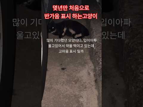 아픈다리를 끌고 가야하는 이유 .#길고양이  #고양이 밥배달  #길고양이 급식소 #cat