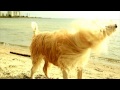 Siccaro WetDog, the World&#39;s Most Absorbent Dog Robe!