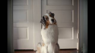 The Answer Chewy Commercial