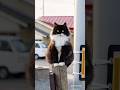 ふわもふ🐾おすましポーズを決める✨　Fluffy paws🐾posing proudly✨