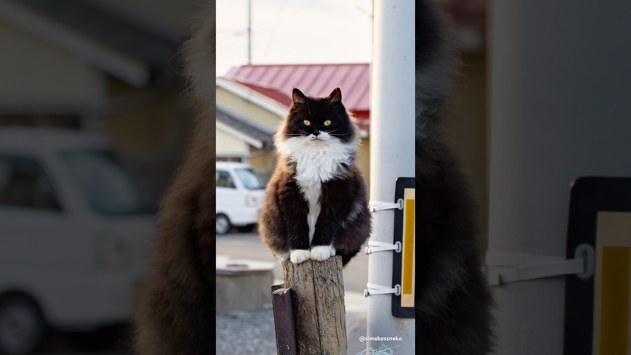 ふわもふ🐾おすましポーズを決める✨　Fluffy paws🐾posing proudly✨