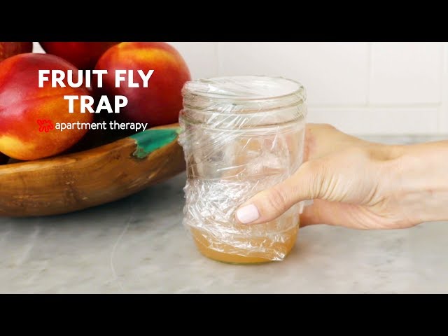 Get Rid Of Fruit Flies! {DIY Fruit Fly Trap} - My Blessed Life™