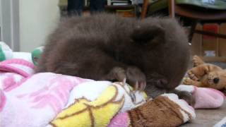 Tahoe  The Bear Cub  Chortling 41814