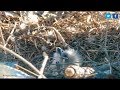 2019  first hatch in the eagle country nest ontapcom