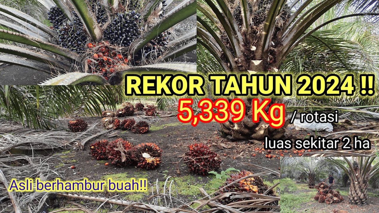 MUNGKIN DIKIRA BERBOHONG!! Tembus 5 TON 335 KG luas sekitar 2 ha/rotasi!! Kebun lonsum pecah dompet