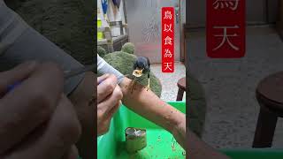 114.10.24:小飛飛和小胖妹的生活日常。