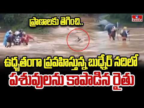 ప్రాణాలకు తెగించి..ఉధృతంగా ప్రవహిస్తున్న బుధ్నేర్ నదిలో పశువులను కాపాడిన రైతు | Dindori Floods |hmtv - HMTVNEWS