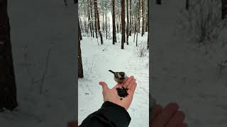 помогите птичкам зимой! | feed the birds