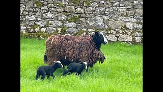 Healthy twins born during night, turned out & Ash & Tawny mining bees by Zwartbles Ireland Suzanna Crampton 976 views 3 weeks ago 16 minutes