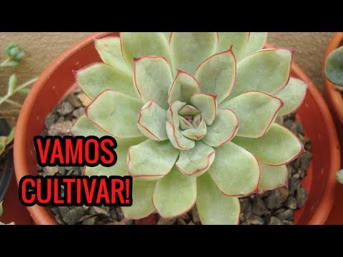 Vídeo: Echeveria Plant Information: Como cuidar das plantas Echeveria Parva