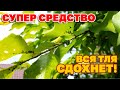 ТЛЯ ОСЫПАЛАСЬ БИОПРЕПАРАТ ИЗ АПТЕКИ