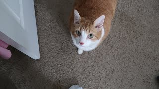 Following My Meowing Cat