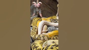 All of my Beautiful Reticulated Pythons🤩🥰