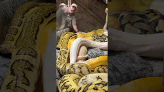 Famous All of my Beautiful Reticulated Pythons🤩🥰 Net Worth